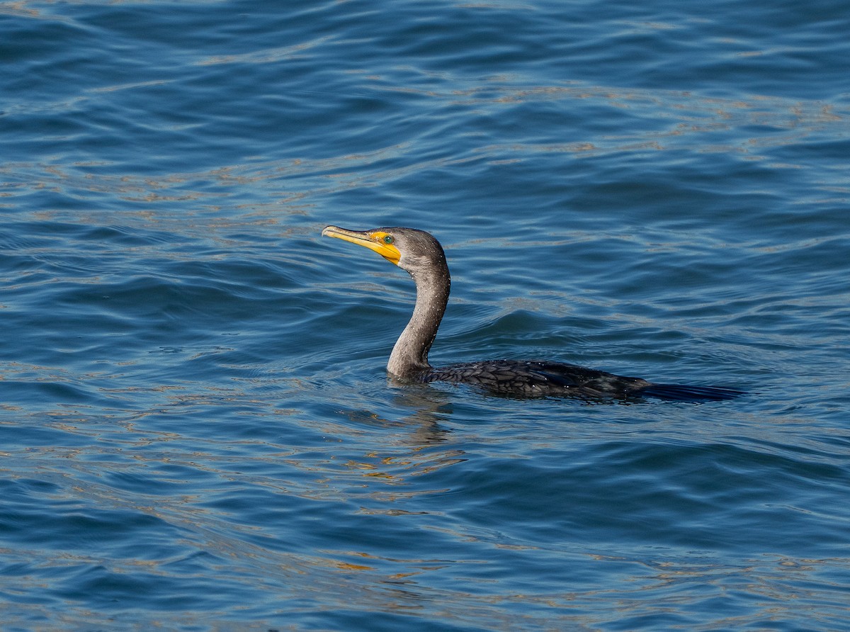 Double-crested Cormorant - ML646937605