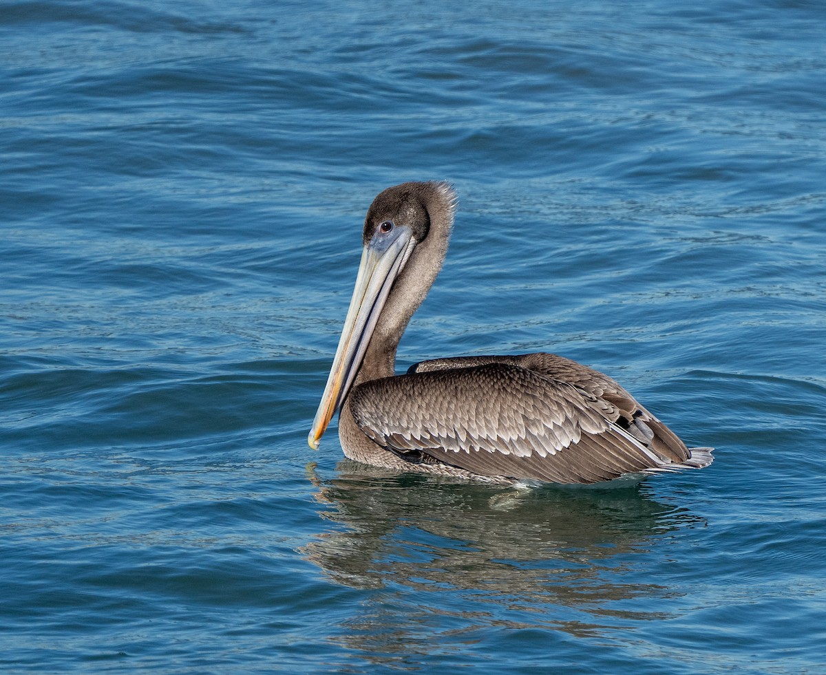 Brown Pelican - ML646937608