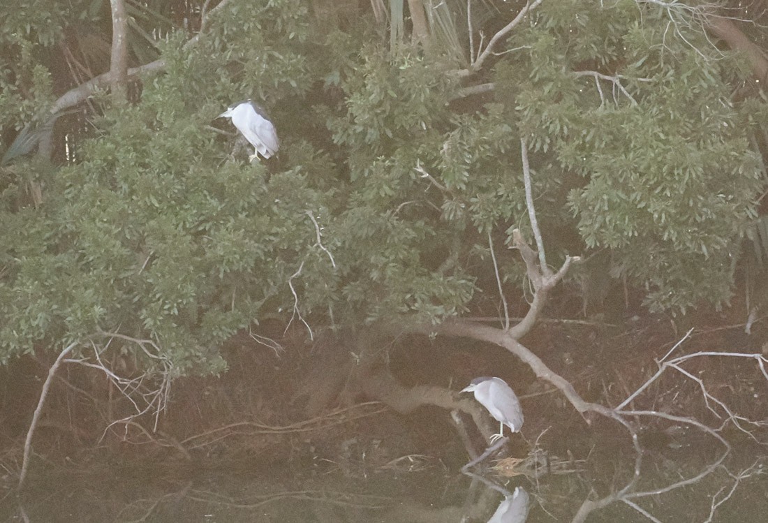 Bihoreau gris - ML646937615