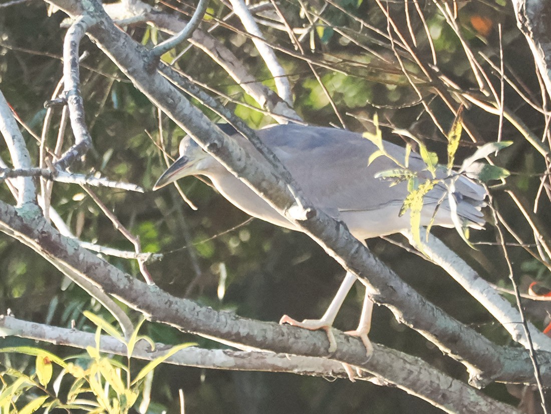 Bihoreau gris - ML646937616