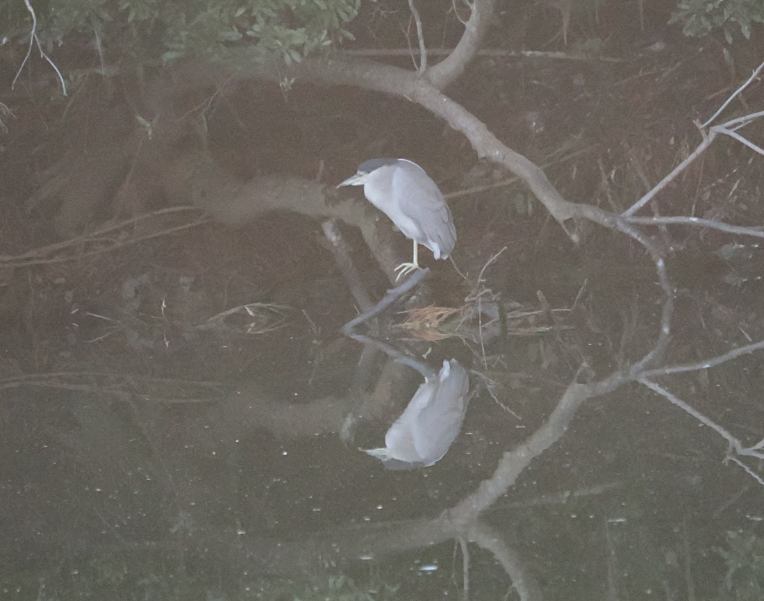 Bihoreau gris - ML646937617