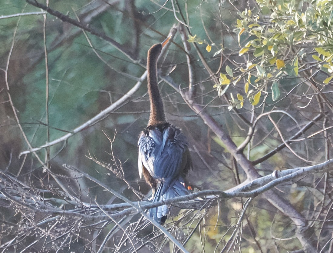 Bihoreau gris - ML646937619