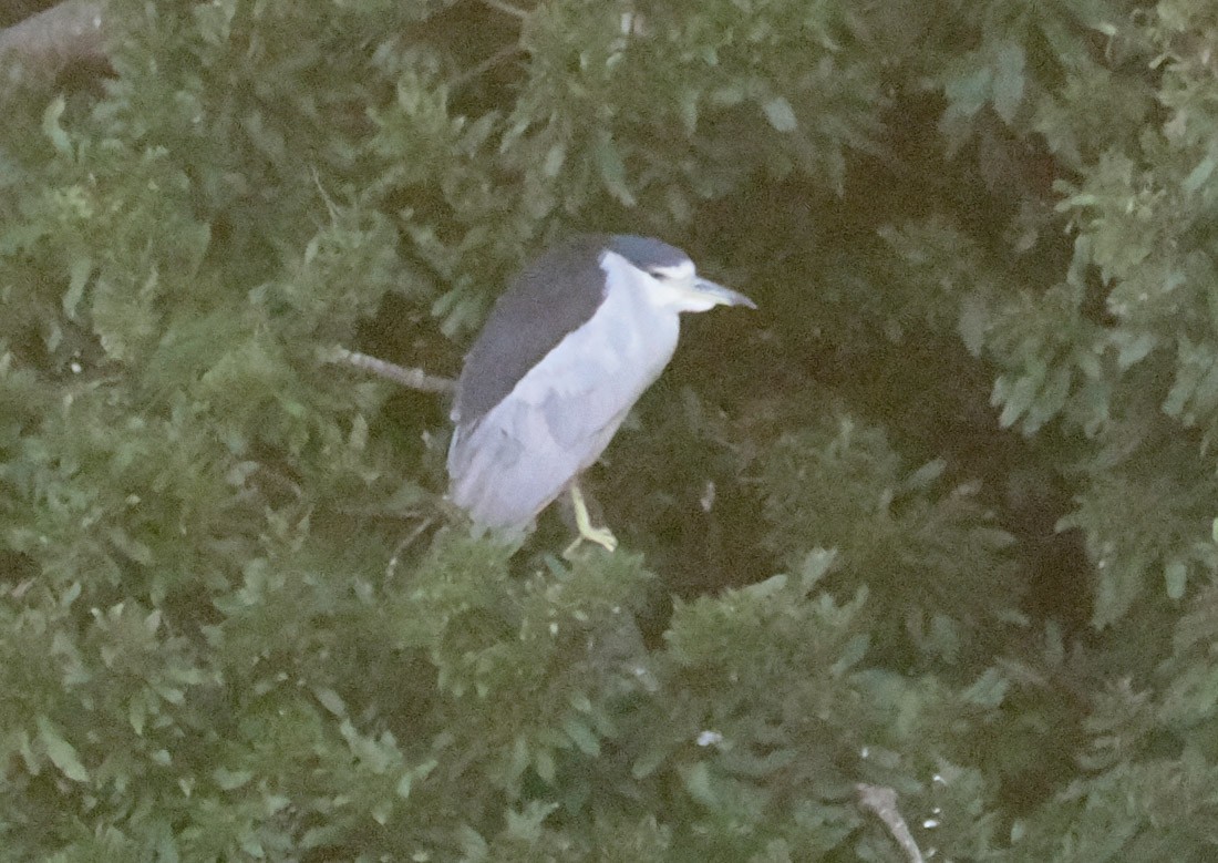 Bihoreau gris - ML646937620