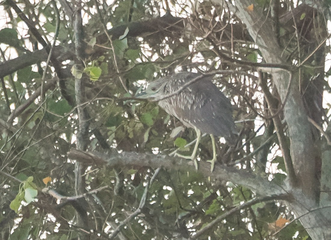 Bihoreau gris - ML646937621