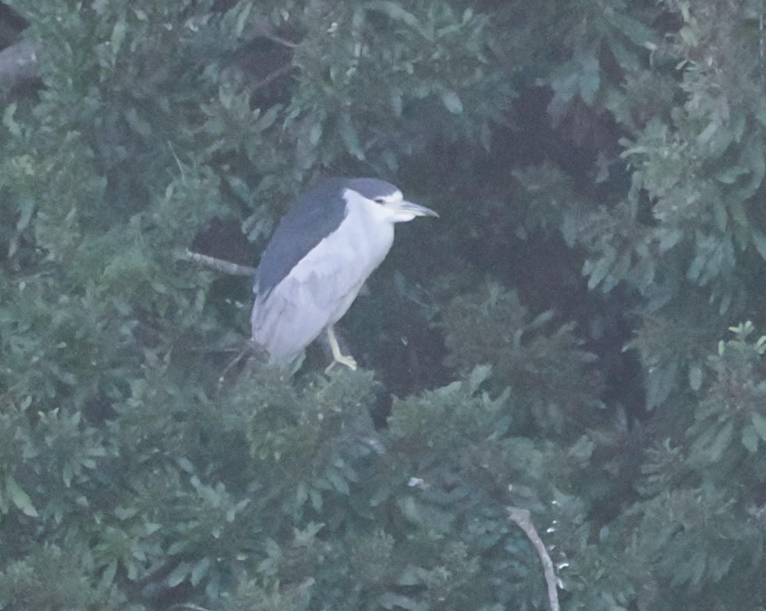 Bihoreau gris - ML646937622