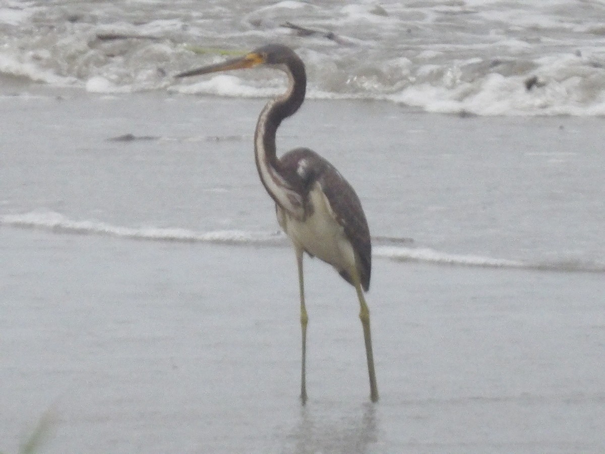 Tricolored Heron - ML646937624