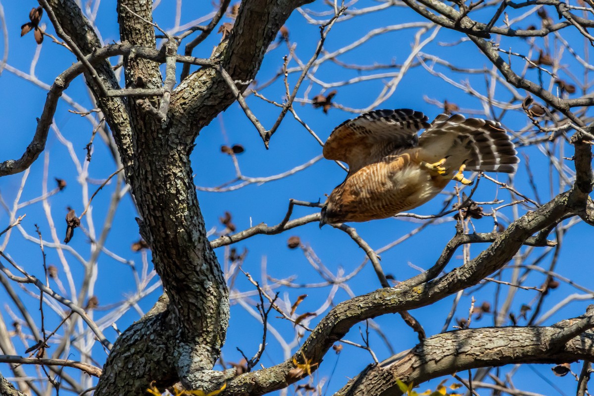 Red-shouldered Hawk - ML646937625