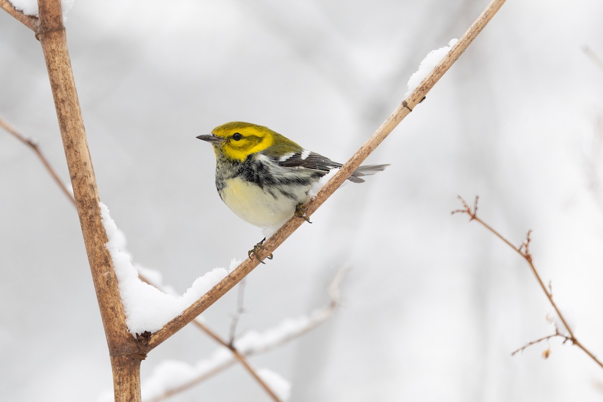 Black-throated Green Warbler - ML646937629
