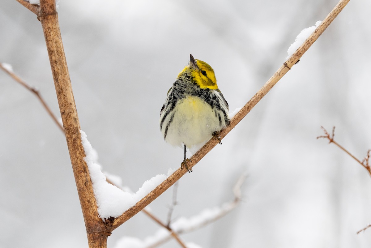 Black-throated Green Warbler - ML646937630