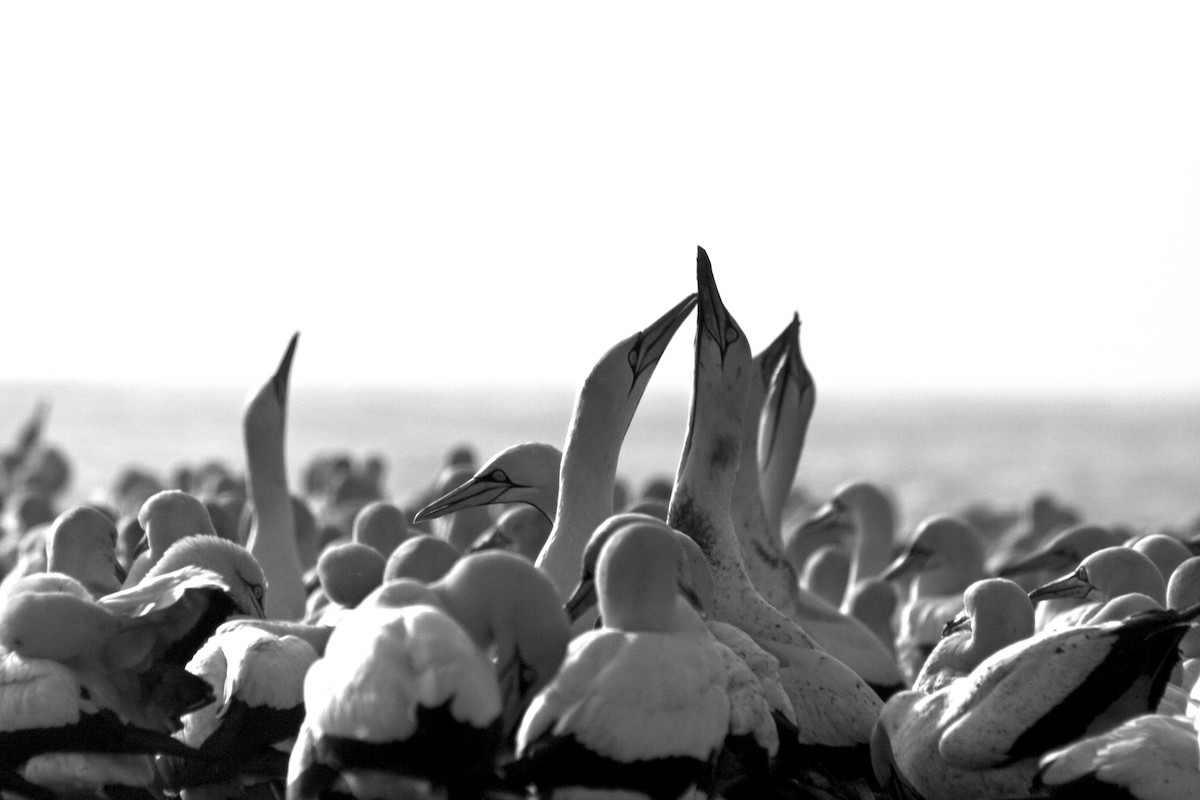 Cape Gannet - ML646937632