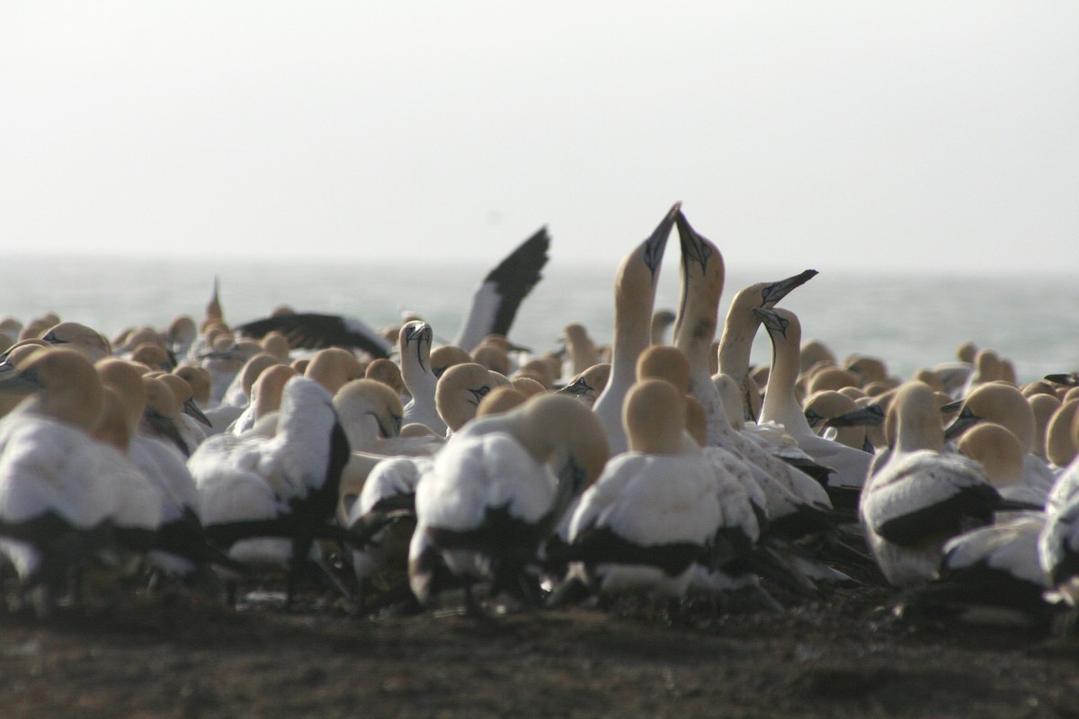 Cape Gannet - ML646937633