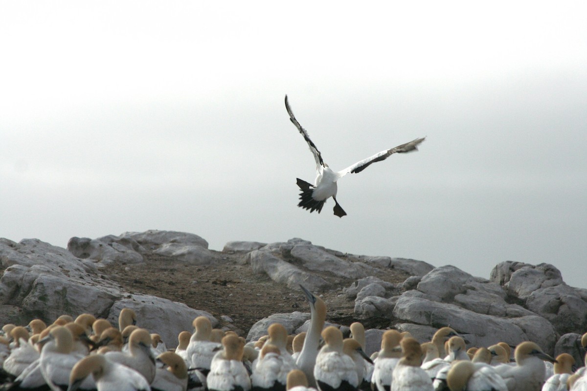 Cape Gannet - ML646937634