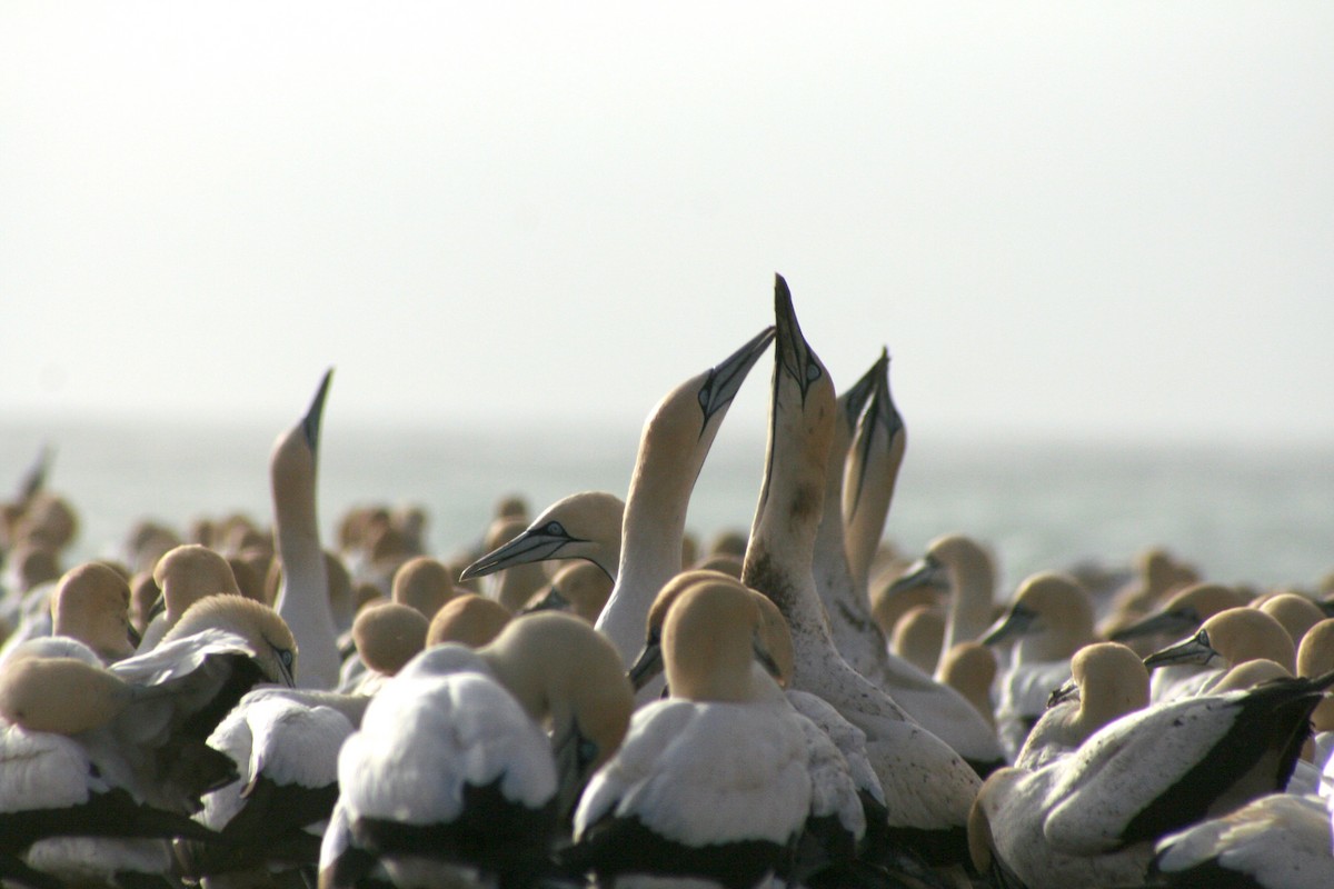 Cape Gannet - ML646937635
