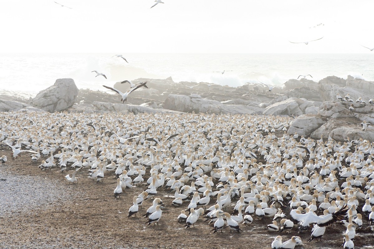 Cape Gannet - ML646937636