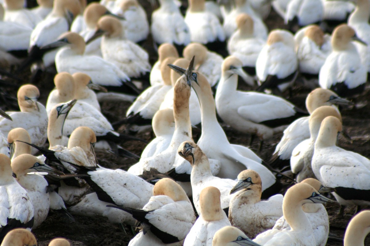 Cape Gannet - ML646937637