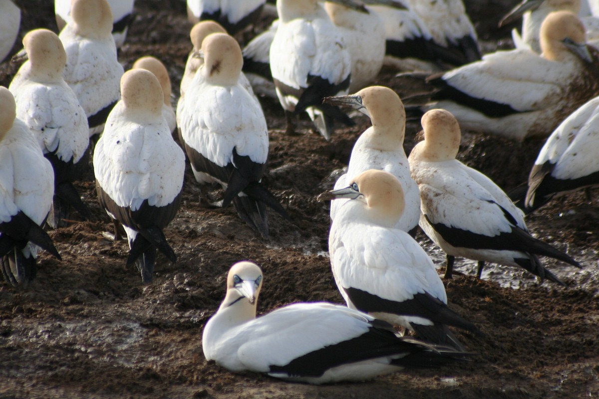 Cape Gannet - ML646937638