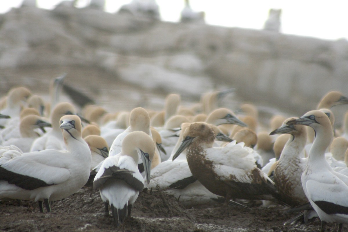 Cape Gannet - ML646937640