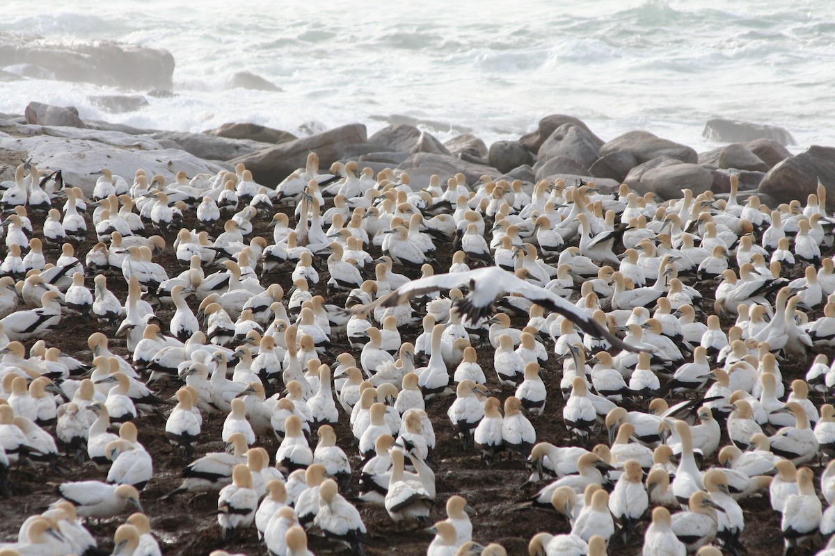 Cape Gannet - ML646937641