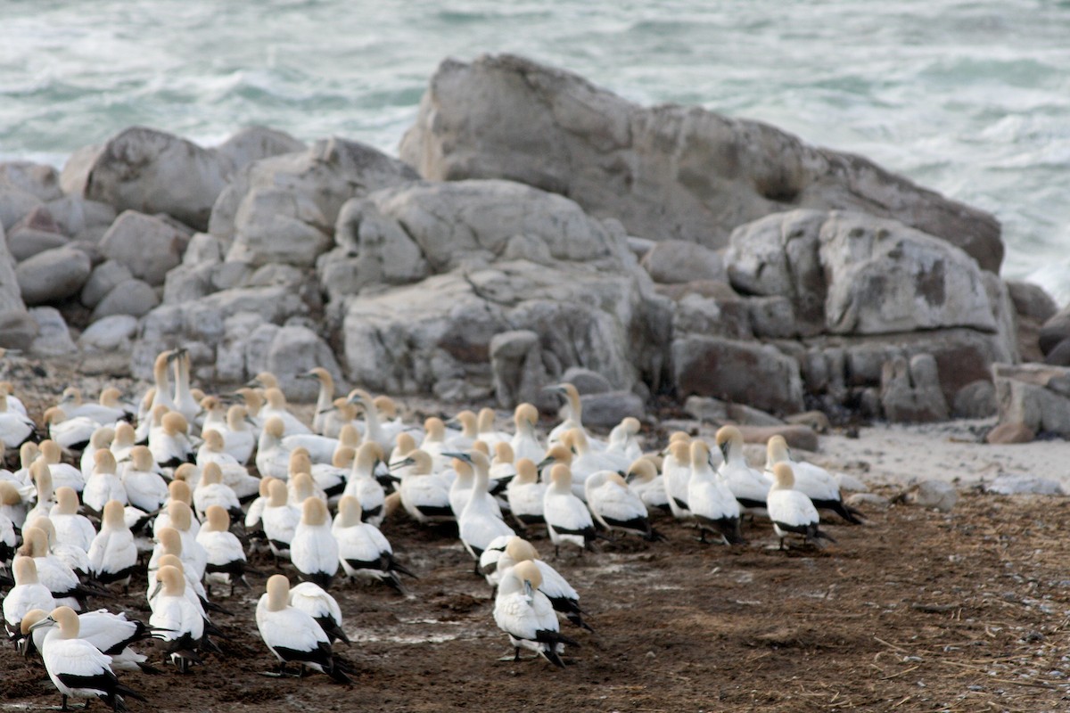 Cape Gannet - ML646937642