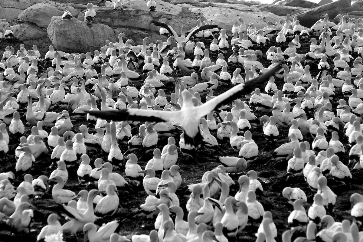 Cape Gannet - ML646937643