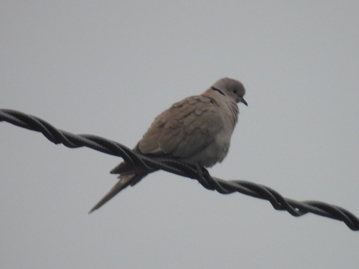 Горлиця садова - ML646937644