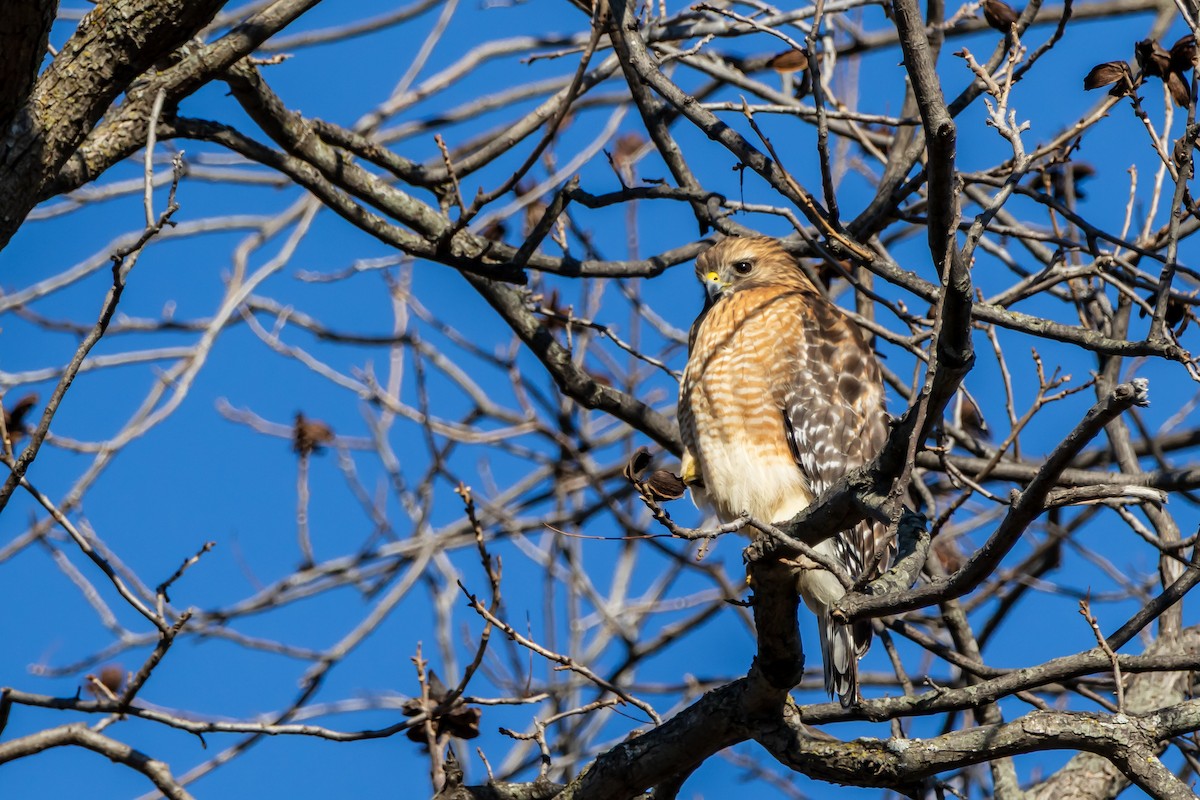 Red-shouldered Hawk - ML646937651