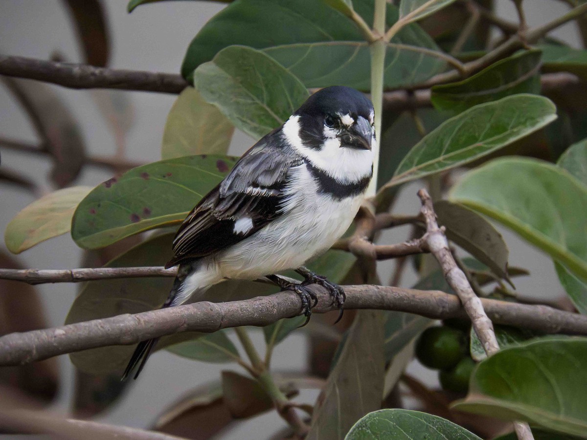 Rusty-collared Seedeater - ML646937658
