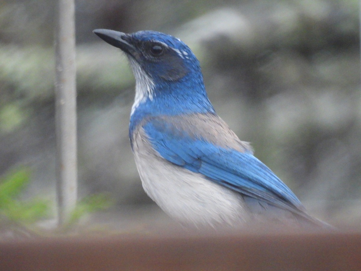 Сойка каліфорнійська - ML646937661