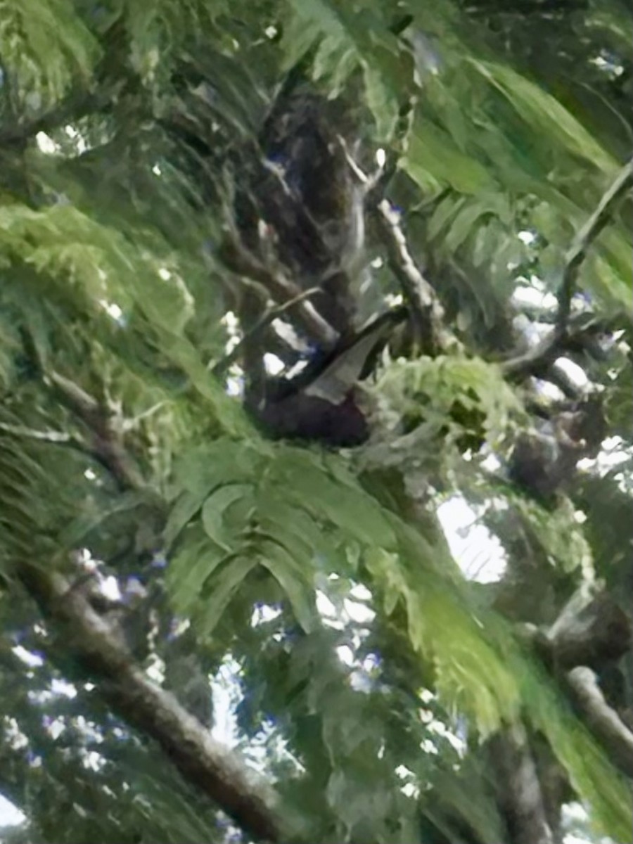 Magpie-lark - ML646937664