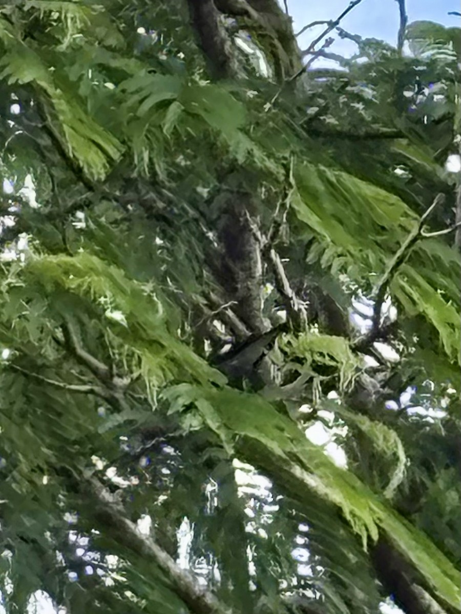 Magpie-lark - ML646937665