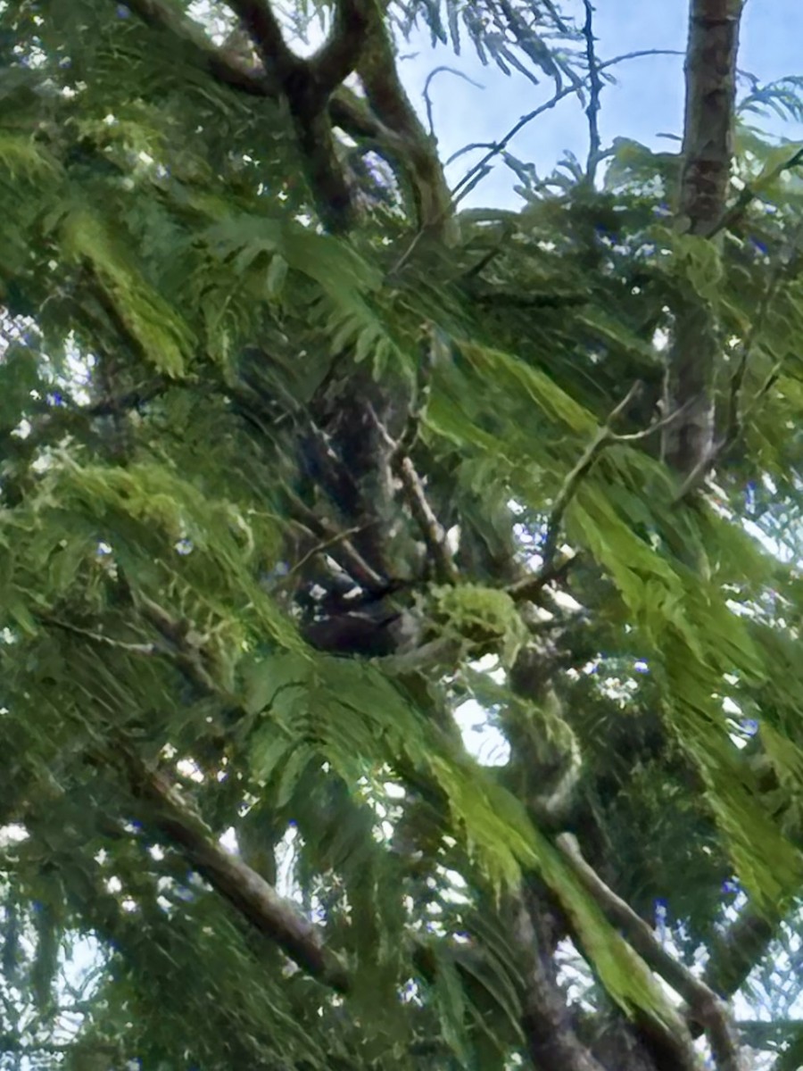 Magpie-lark - ML646937666