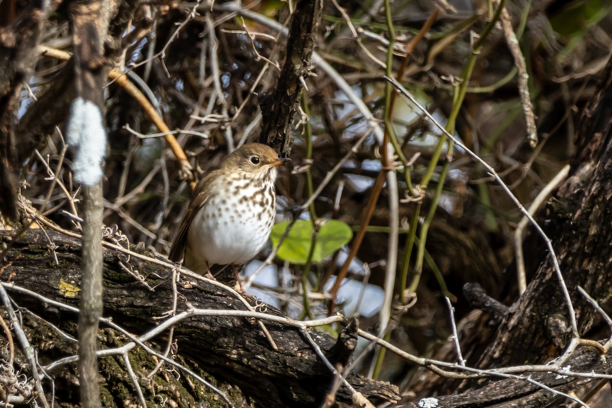 Hermit Thrush - ML646937674