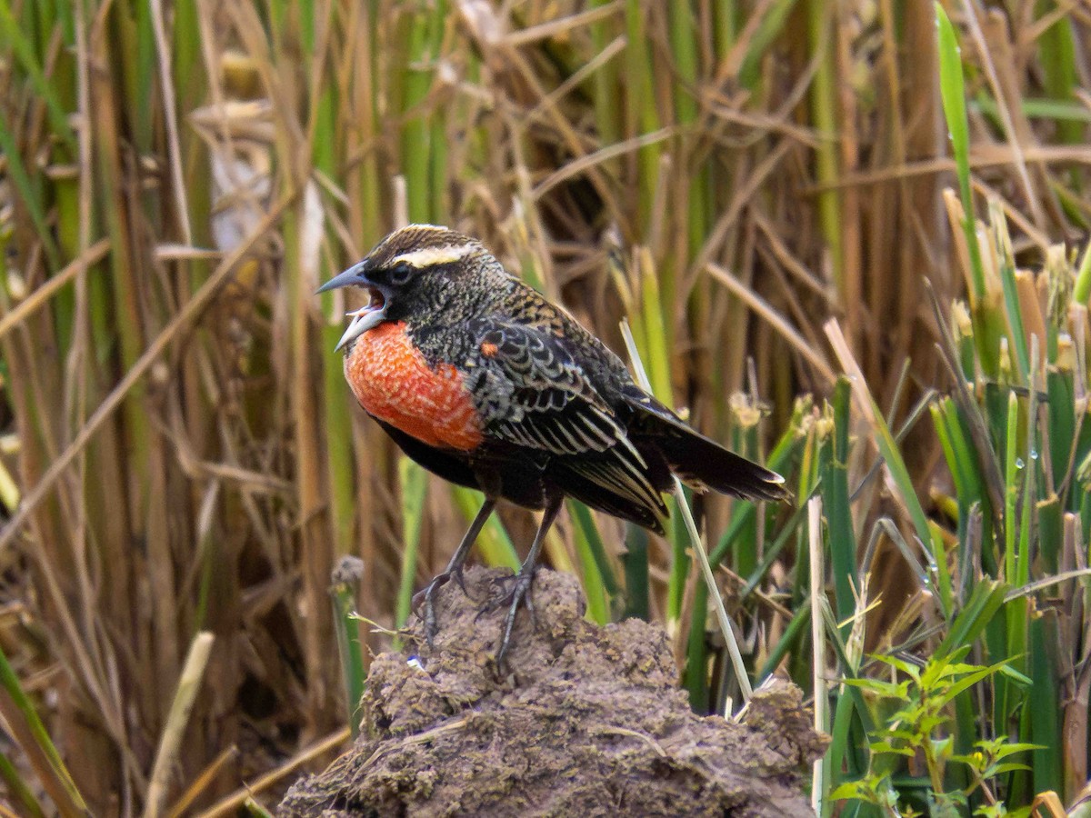 White-browed Meadowlark - ML646937678