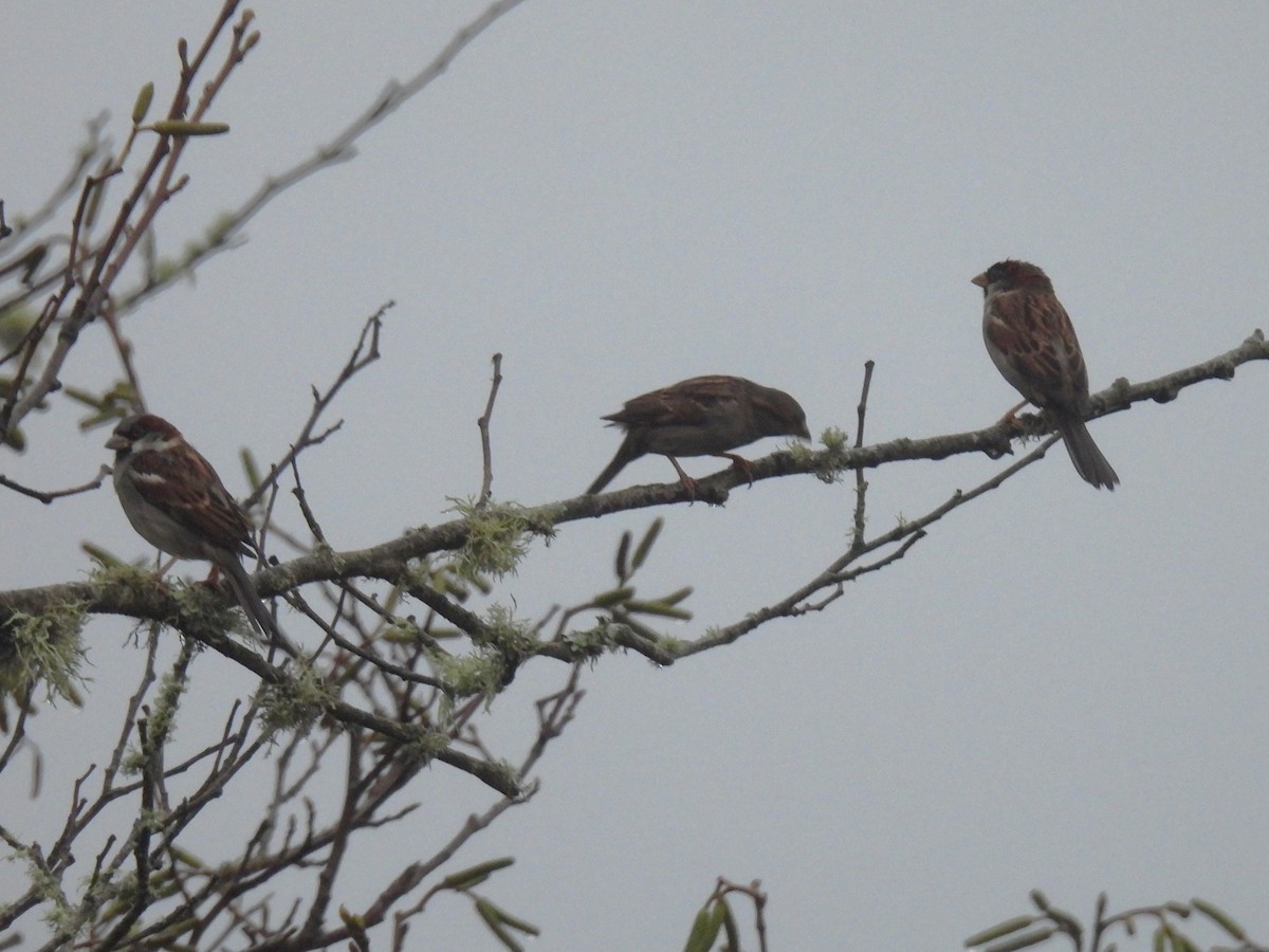 Горобець хатній - ML646937689