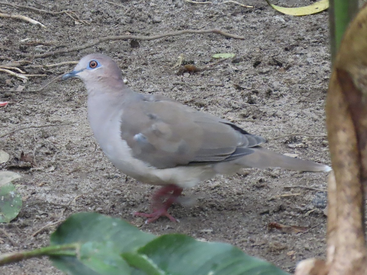 White-tipped Dove - ML646937691
