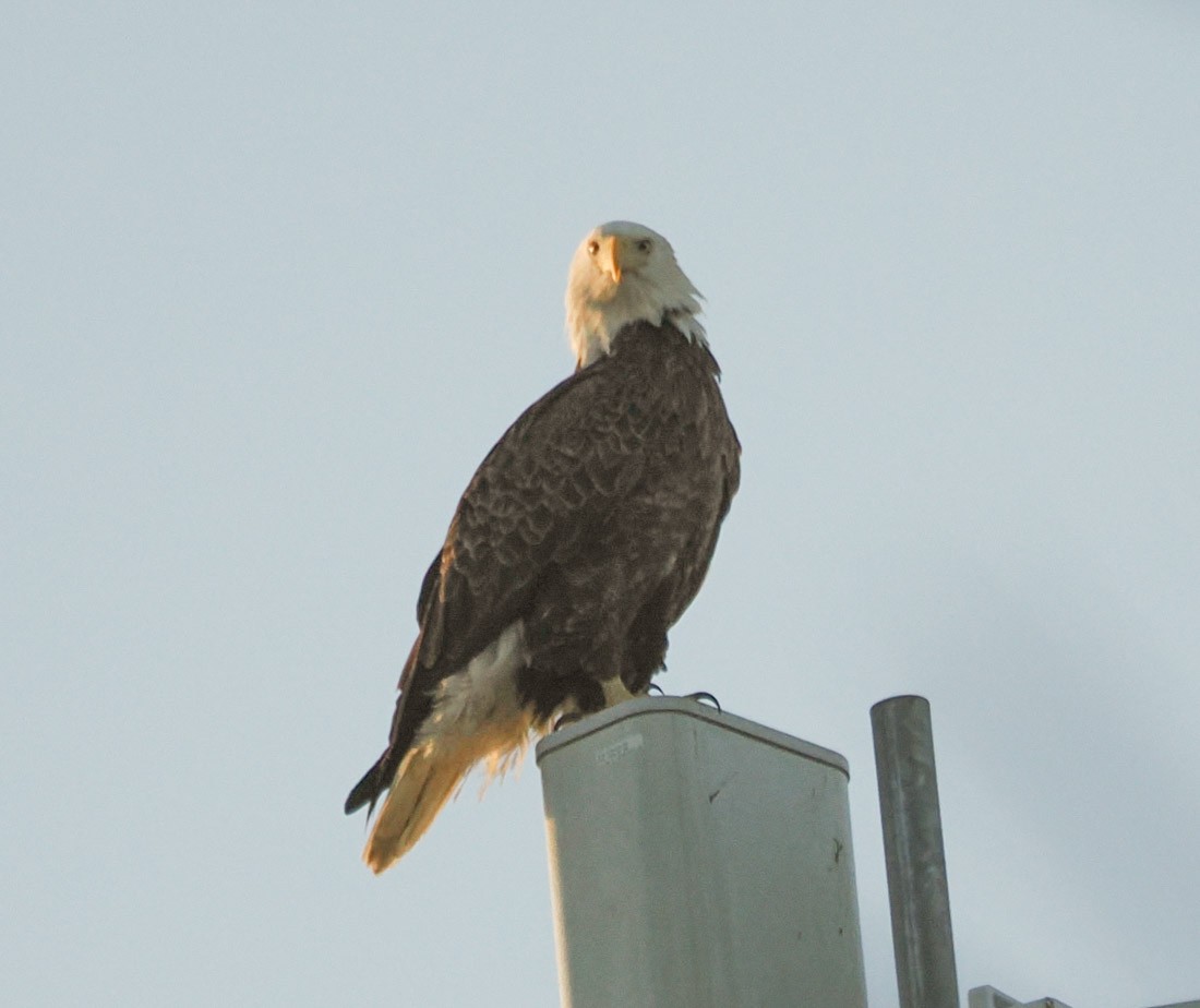 Pygargue à tête blanche - ML646937693