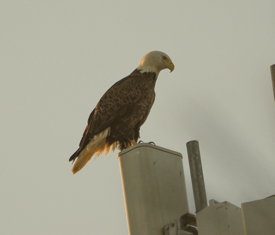 Pygargue à tête blanche - ML646937694