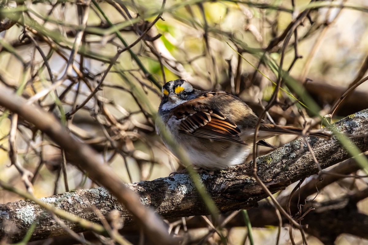 White-throated Sparrow - ML646937695