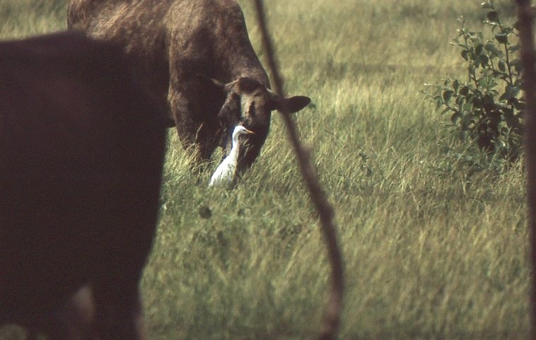 אנפית בקר מערבית - ML646937696