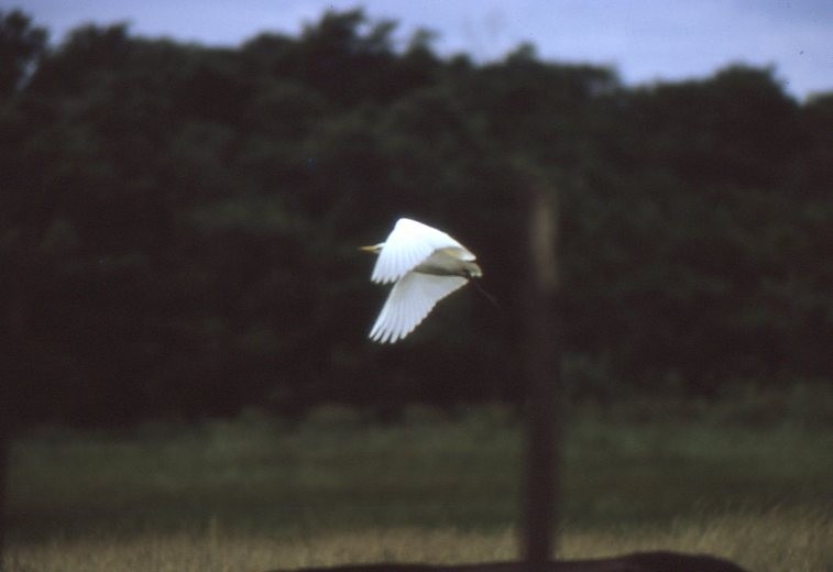 אנפית בקר מערבית - ML646937697