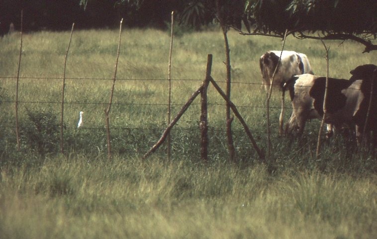 אנפית בקר מערבית - ML646937698