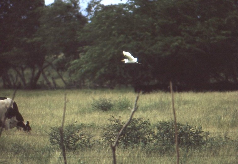 אנפית בקר מערבית - ML646937699