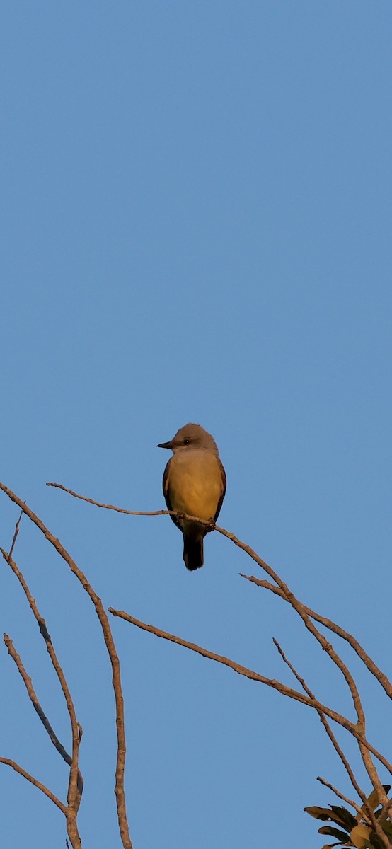 vestkongetyrann - ML646937710