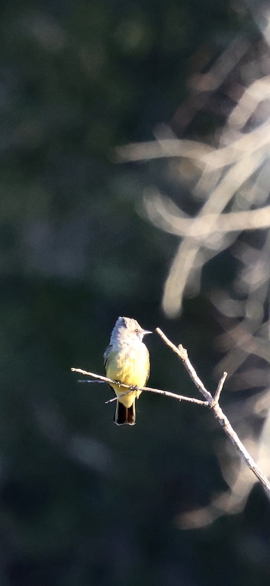 vestkongetyrann - ML646937711