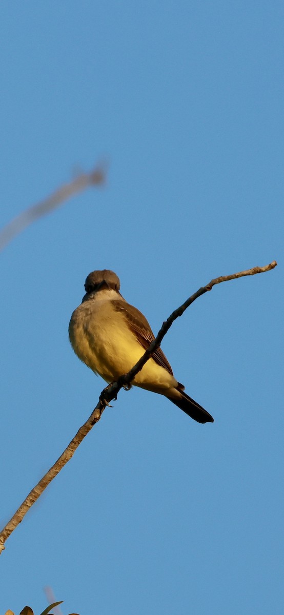 vestkongetyrann - ML646937712