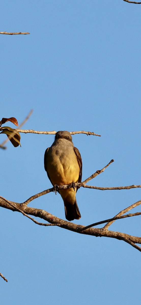 vestkongetyrann - ML646937714