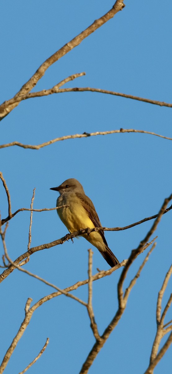 vestkongetyrann - ML646937715