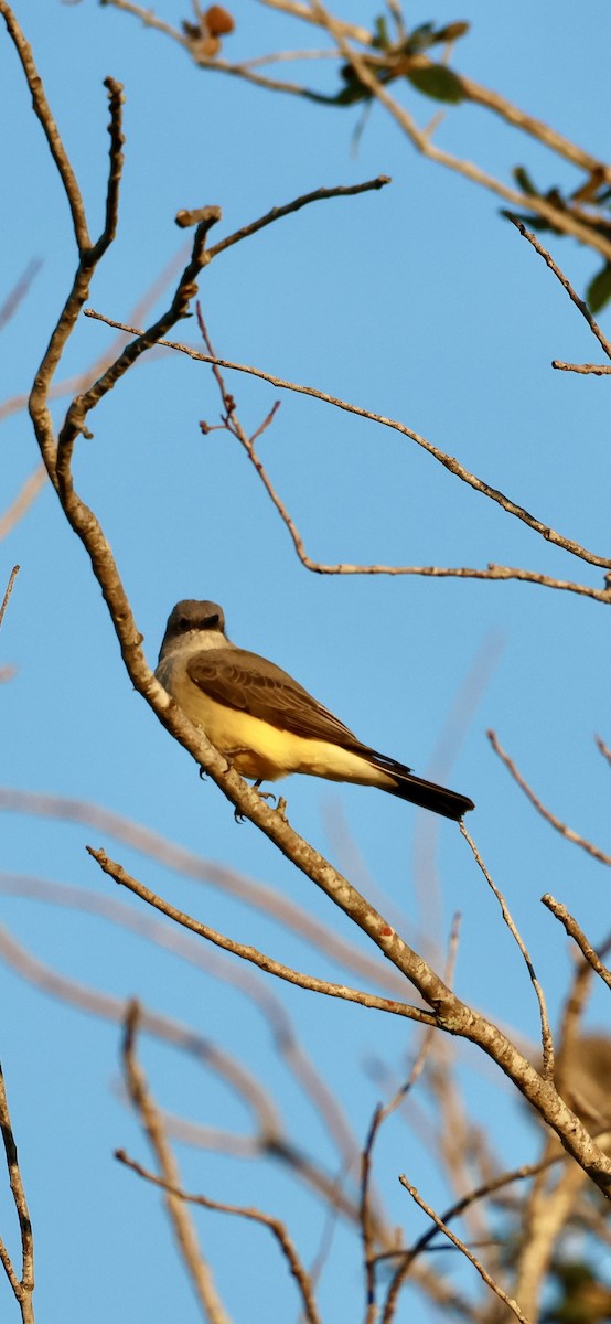 vestkongetyrann - ML646937716