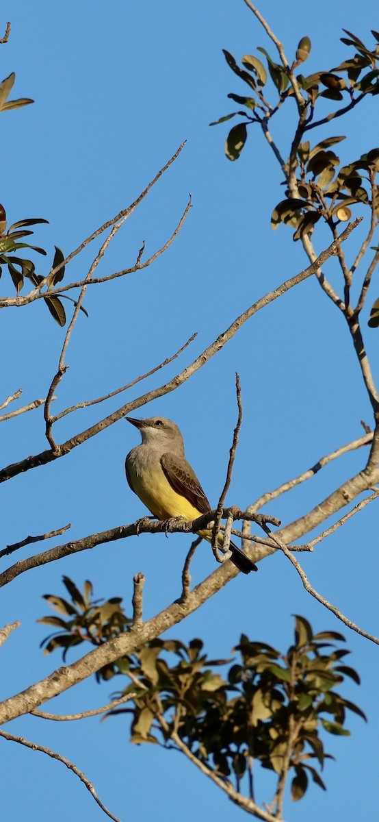 vestkongetyrann - ML646937717