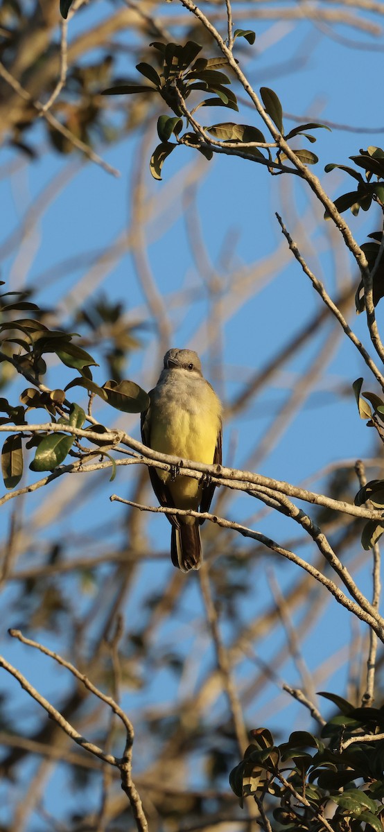 vestkongetyrann - ML646937718